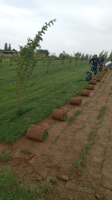 РУЛОННЫЙ ГАЗОН + доставка установка | Rulonli Gazon + yetkazib berish