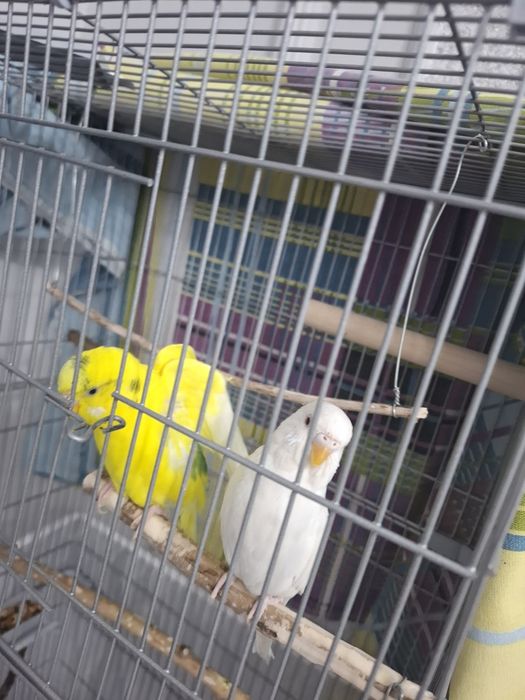 Волнистые попугаи +клетка
