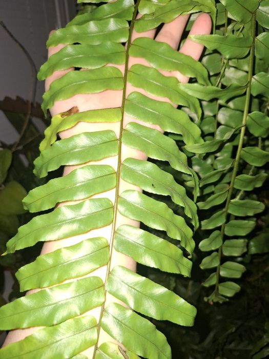 Нефролепис Мачо.