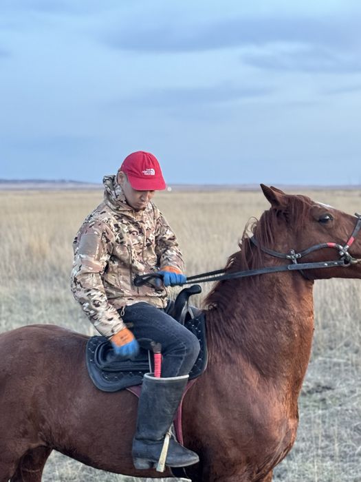 Айғыр,жеребец,лошоди сатылады
