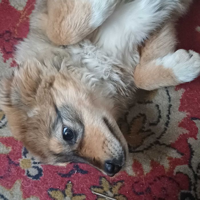 Catei tineri de donat