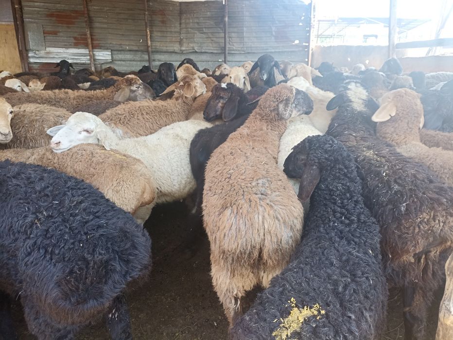 Кой токты кой кой бараны