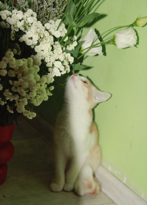котёнок, 4 месяца