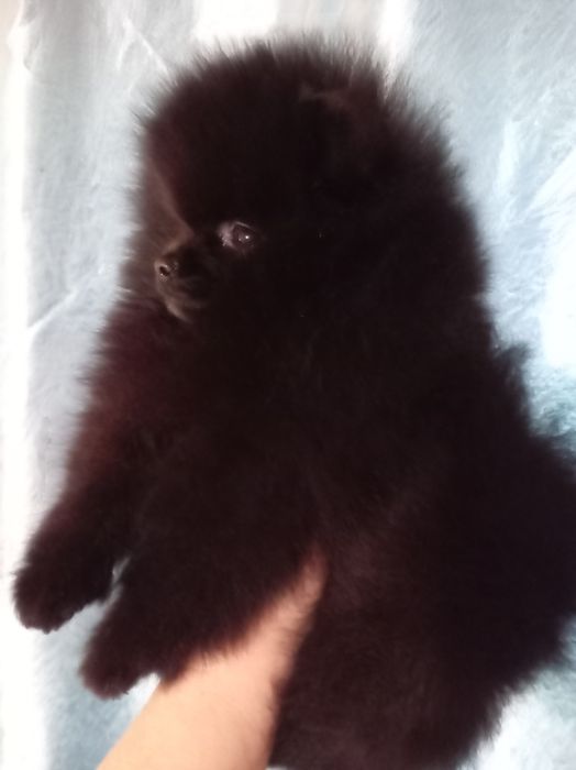 Продам щенков шпица