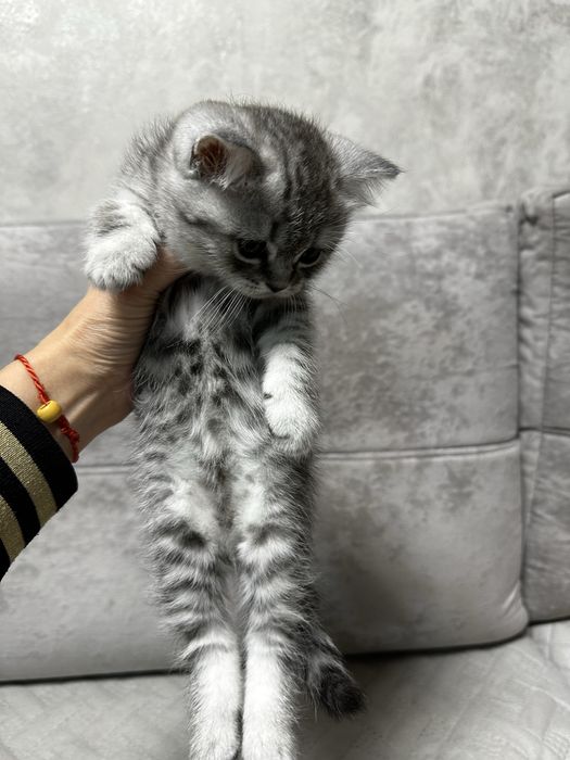 Красивый котенок