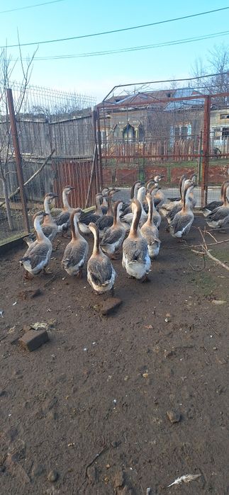 Gâscani de vânzare