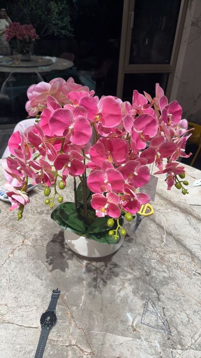 Орхидея ампельная