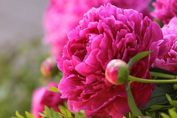 Продам саженцы  пионов