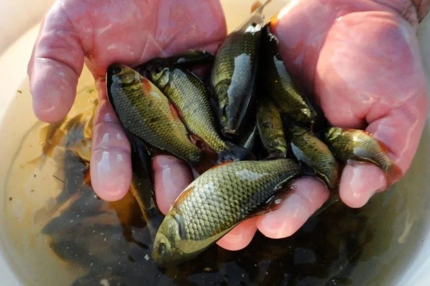 Продам живца карась