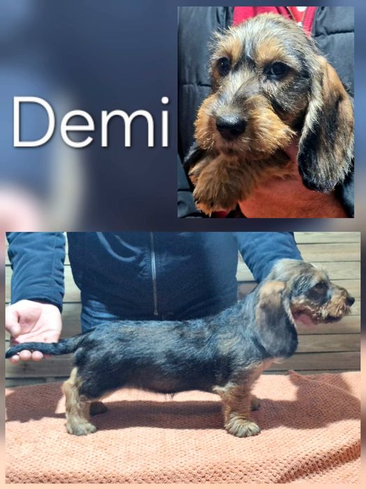 Teckel standard cu păr sârmos