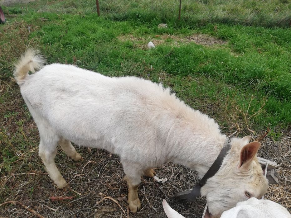Vând țap Sannen de 1,6ani și o capra alpin franceză.