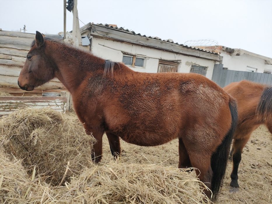 Продам молодых кобыл