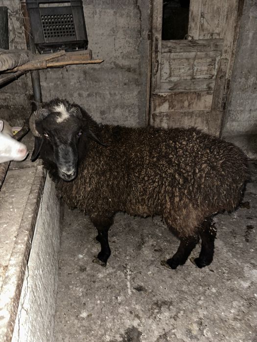 Продаеться баран