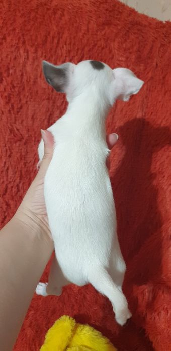 Щенок чихуахуа мальчик