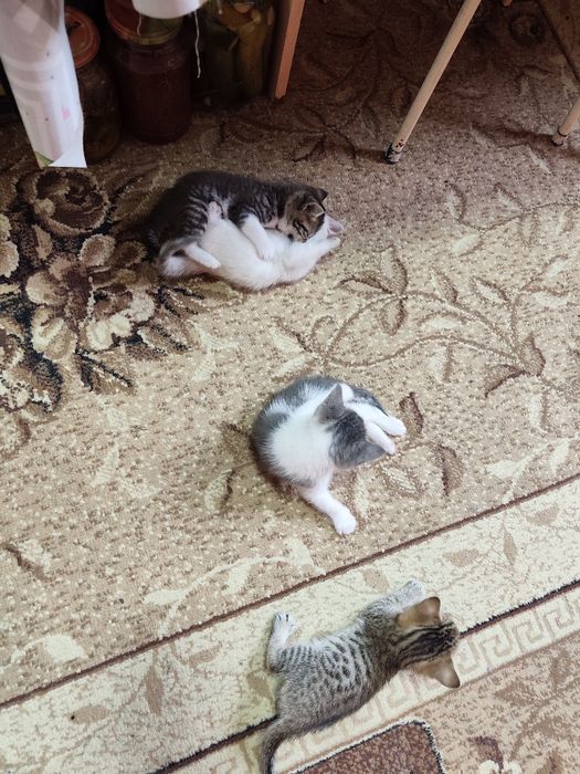 Отдам котят в добрые руки