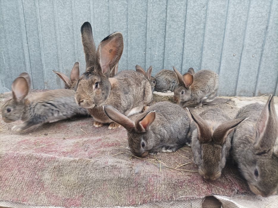 Vând masculi, femele și pui de UG