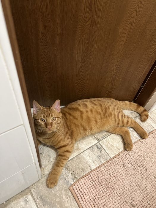 Pisic pentru adoptie Craiova