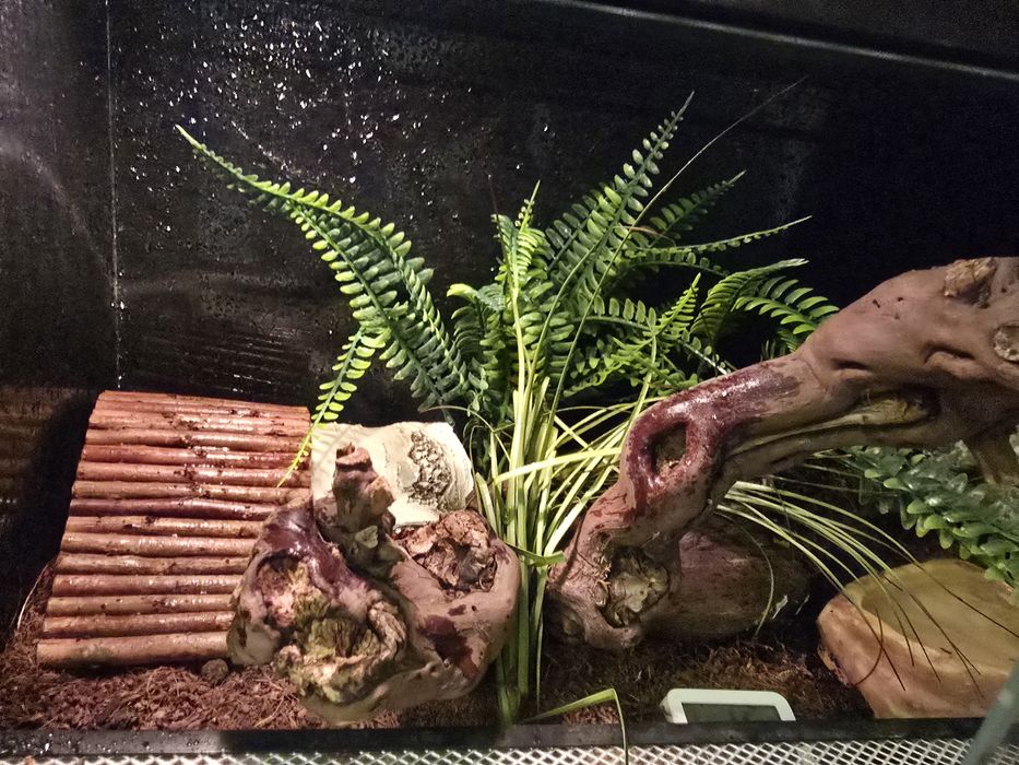 Vand Cornsnake  cu terariu