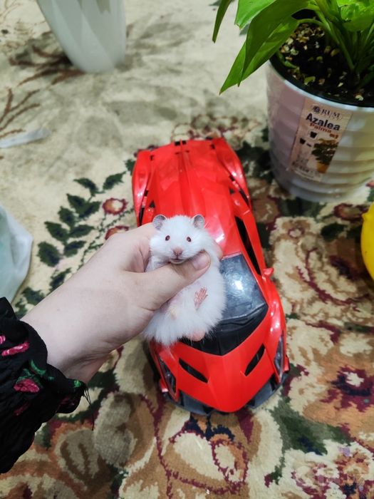 Хомяк Хомяковичч