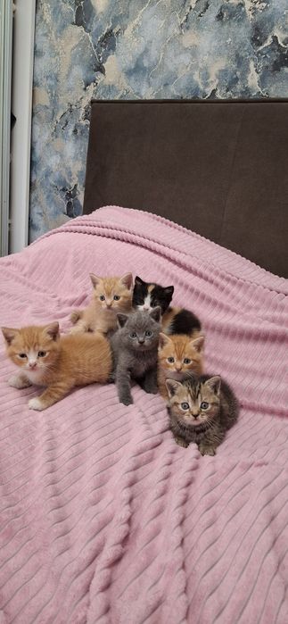 Британские короткошерстные котята