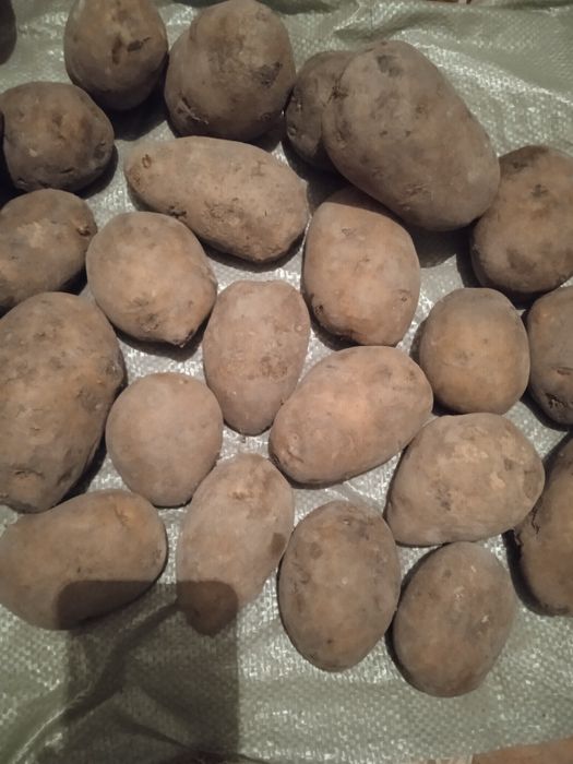 Продам картофель  сто тенге