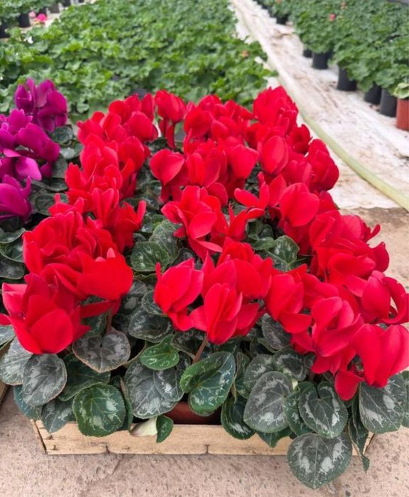 Продаю цветочки