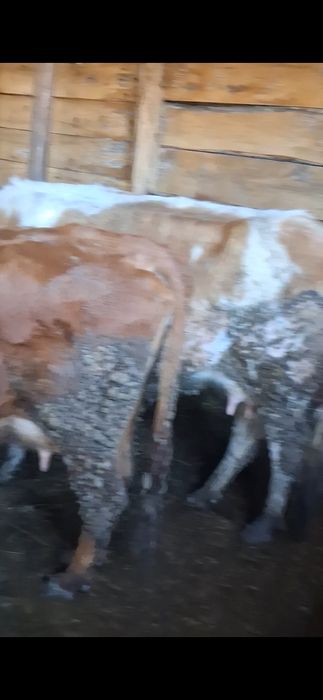 Продам коров,телят,молодняк