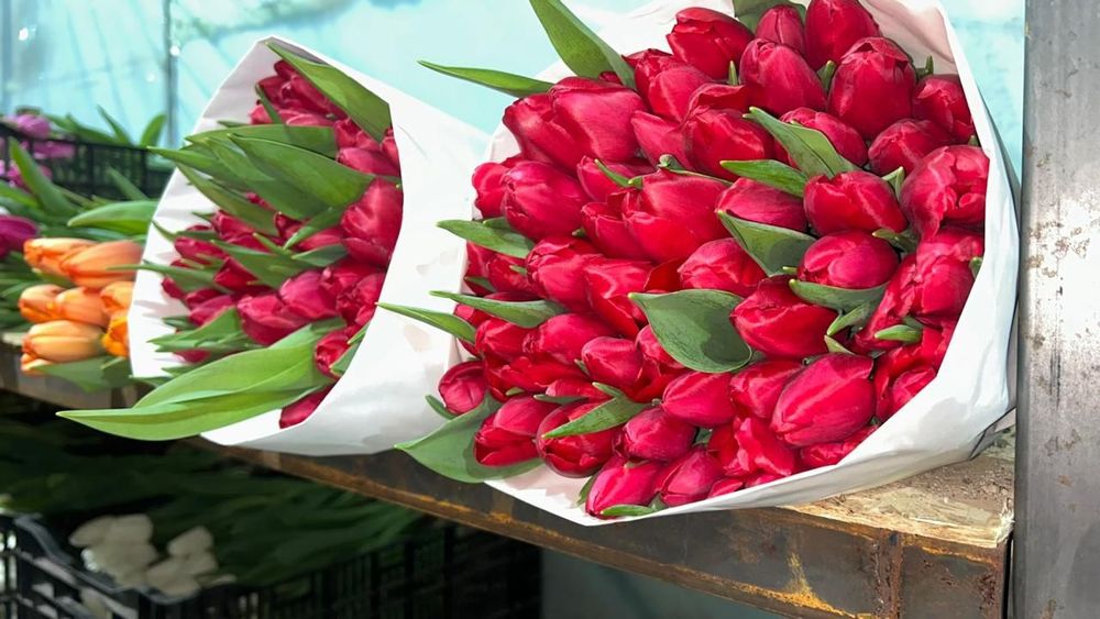 Тюльпаны свежие большой бутон