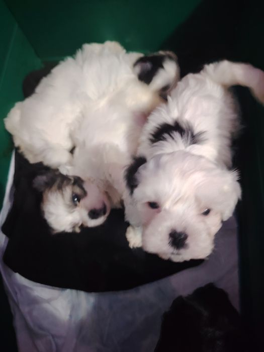 Donez  detalii in privat