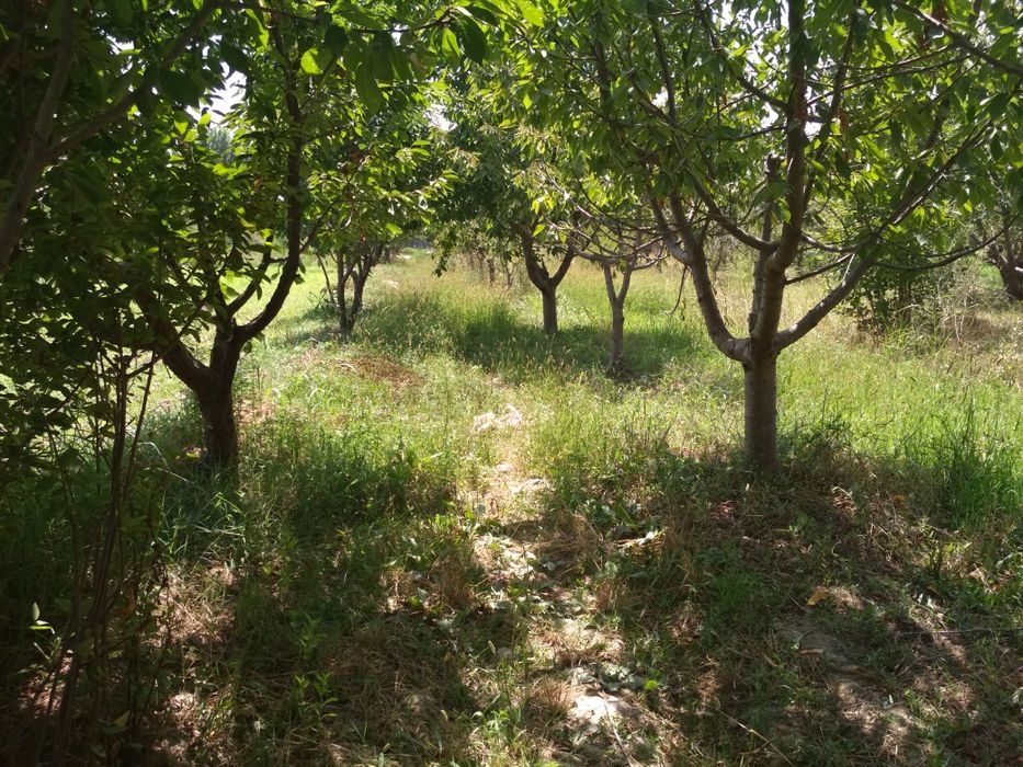 Tiraqurgon, past naymanchada Bog, gilos, hurmo, terak daraxtlari bor
