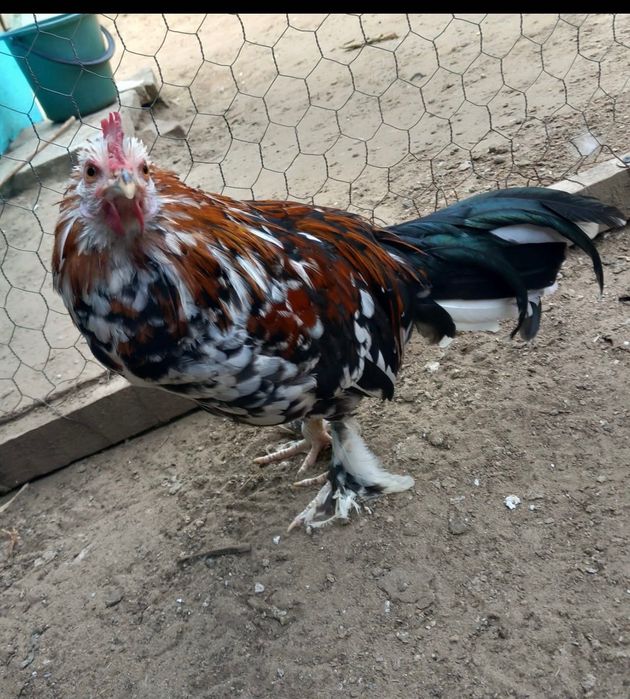Vând Cocoș pitic