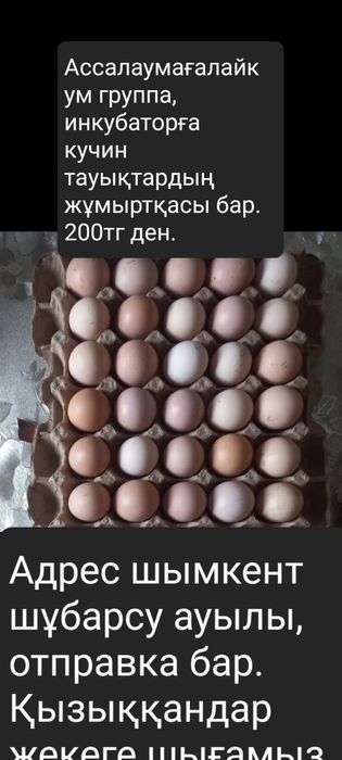Инкуботсении куриный яиттци