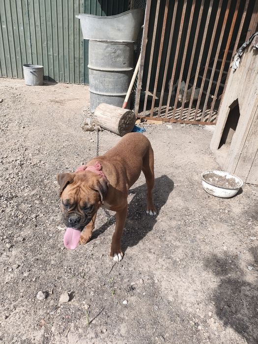 Американский Баксер самка