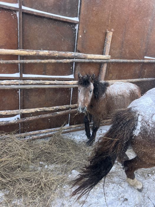 Продам жабагы Ургаши ( Девочка )