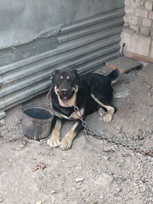 Продается готовый боец