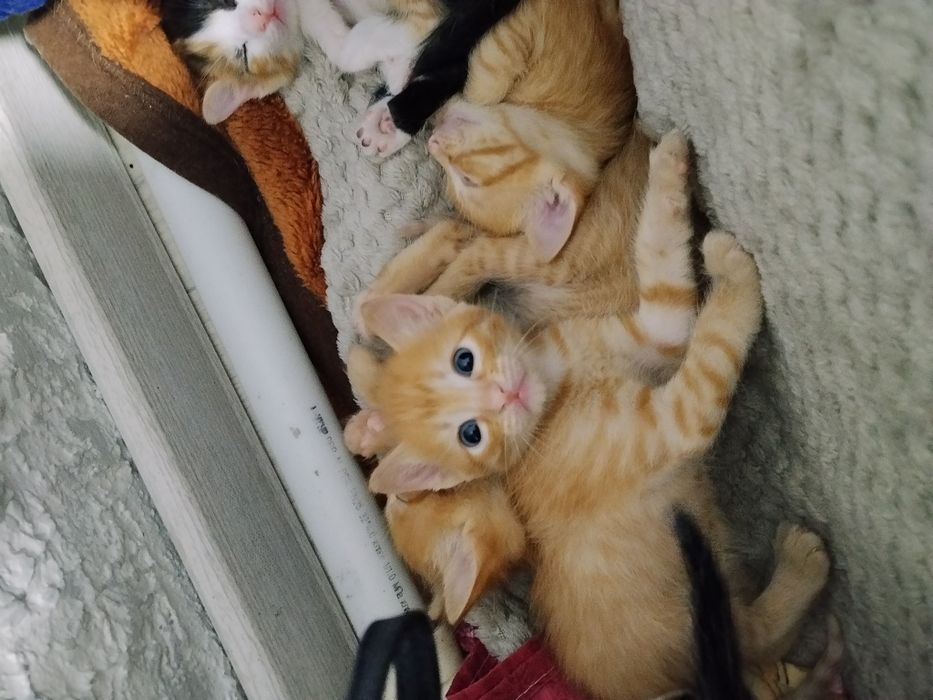 Котята-крысыловы