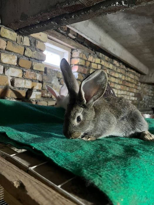 Zoddor quyon bolalari