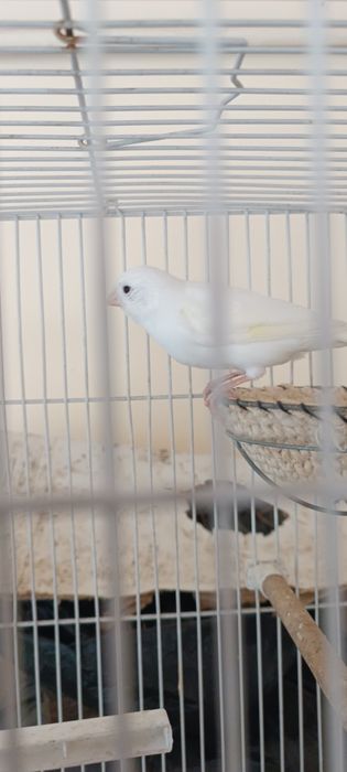 Oq moda kanareyka yirik narsa