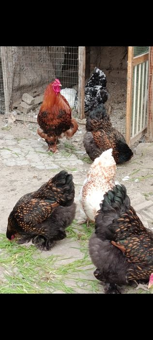 Продаются яйца курей породы  брама