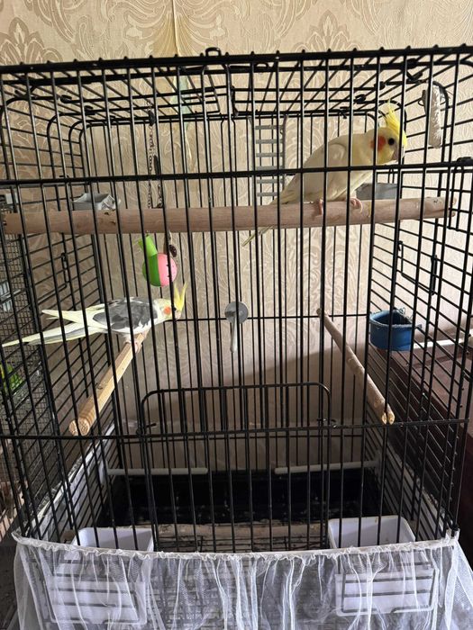 2 Попугая Корелла самец и самка  склеткой