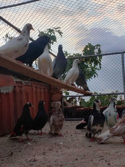 Гълъби Пазарджишки високолетачи Ловени чужди,