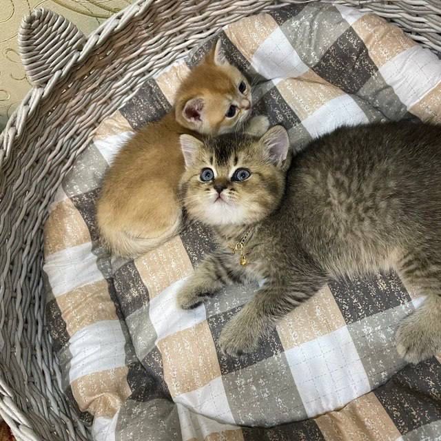 British Shinshilla мальчик