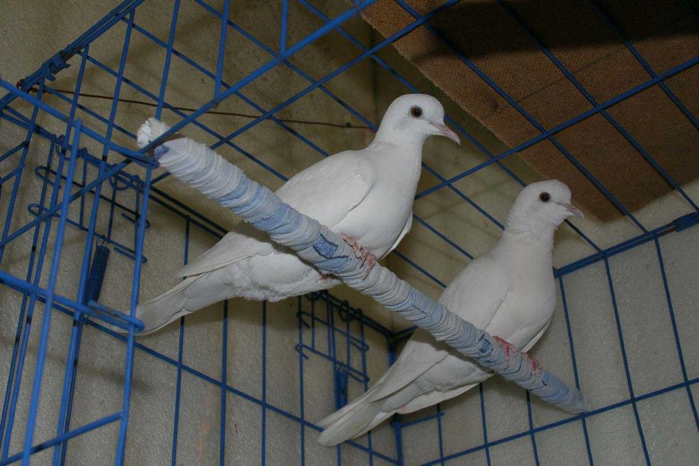 Продам Египетскую смеющуюся горлицу