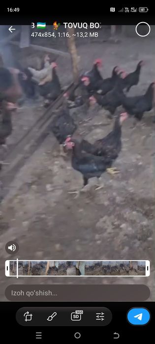 Xorozlar sotiladi
