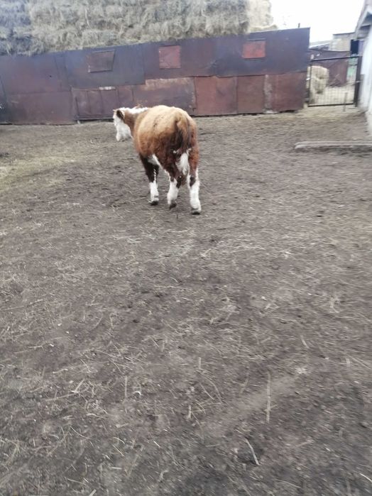 продам телят подсосных