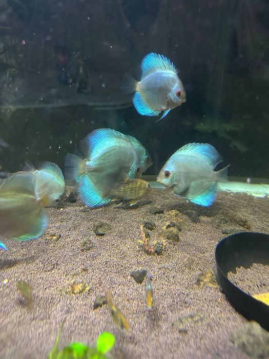 Discus Blu Daimnd