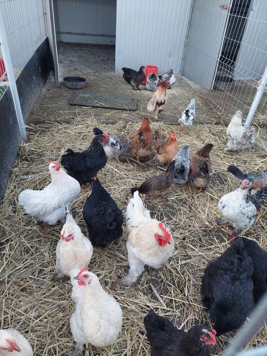 Marans,Vorwerk, Australorp..