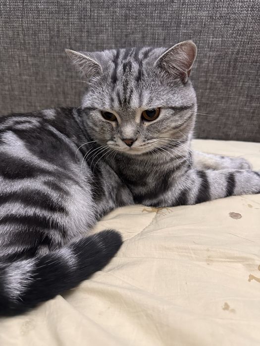 Котенок шотландец