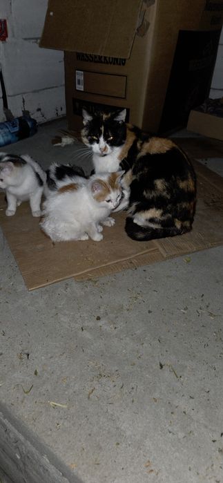 Pisici pentru o noua casa