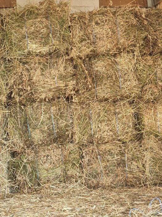 Baloti de lucerna trifoi